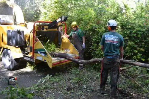 tree services Fort Collins